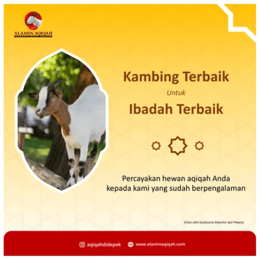 Konten Kambing Terbaik Untuk Ibadah Terbaik