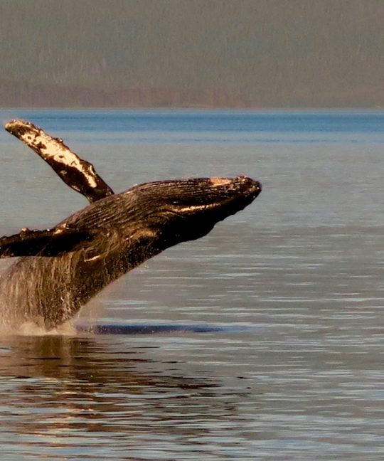 Apa Itu Barnacle SEO dan Teknik Terbaik Melakukannya