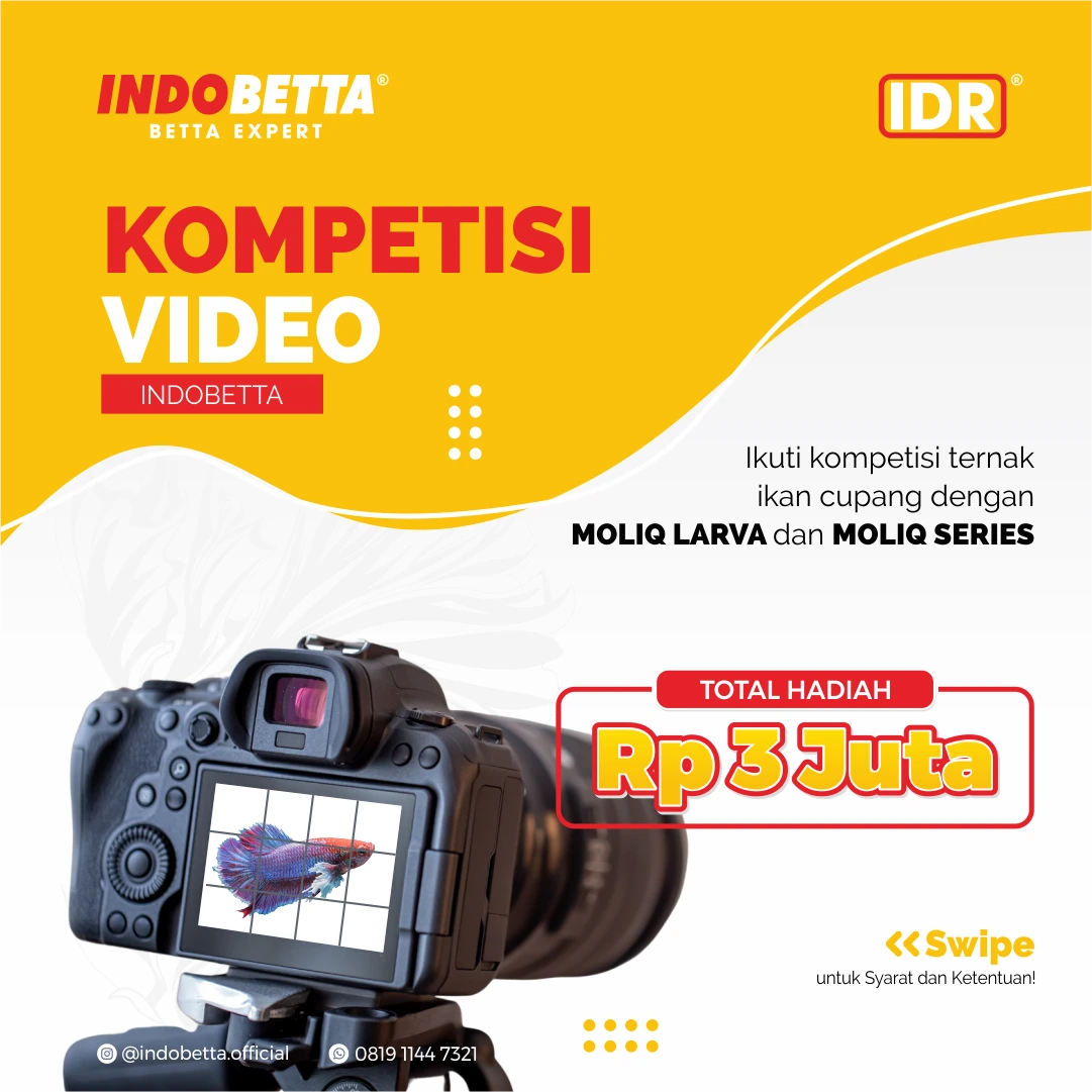 Konten kompetisi ternak cupang Indobetta untuk interaksi komunitas