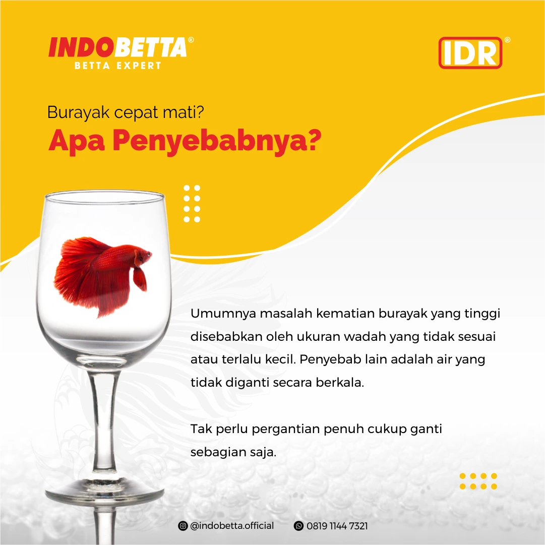 Konten edukasi penyebab burayak cupang cepat mati oleh Creativism