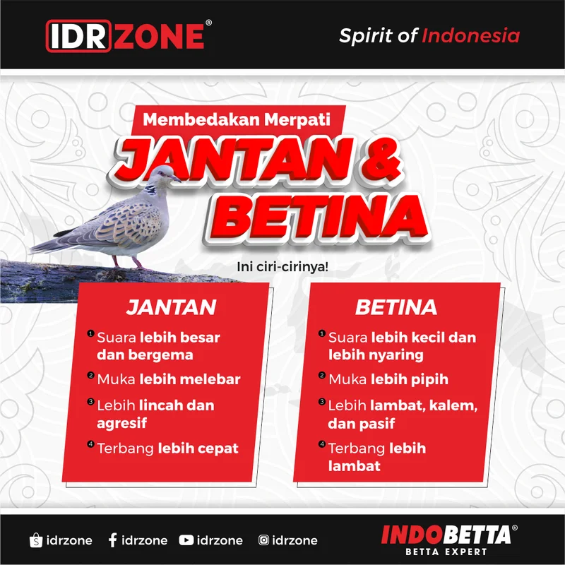 Konten membedakan merpati jantan dan betina IDR Zone