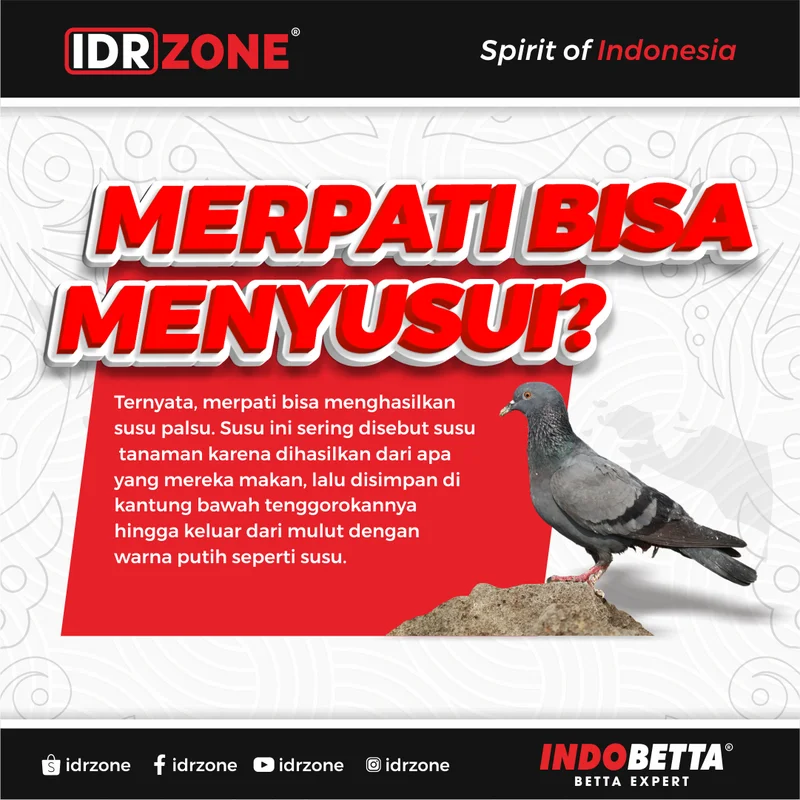 Konten edukasi merpati IDR Zone
