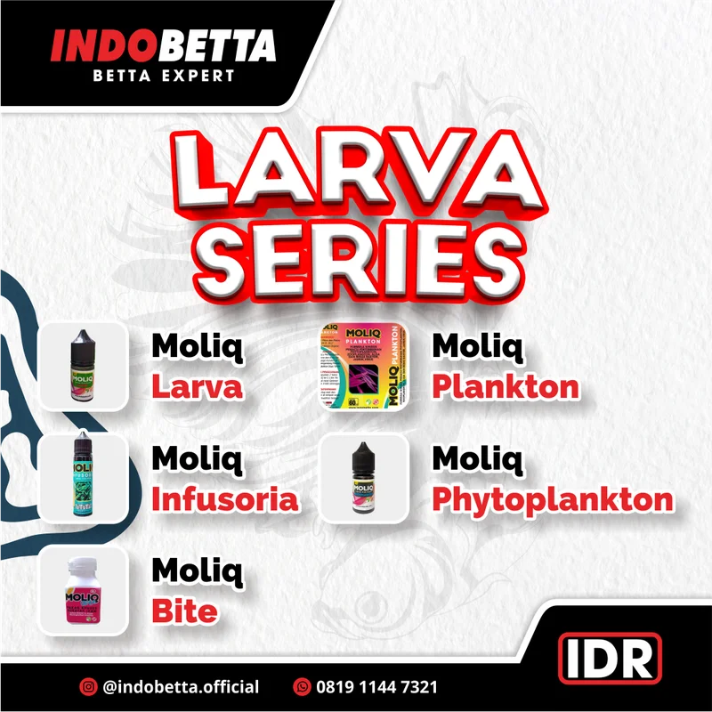 Konten feed carousel Indobetta tentang Larva Series suplemen burayak ikan cupang