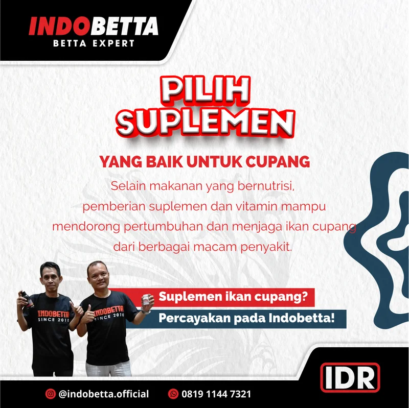 Konten feed Instagram Indobetta tips memilih suplemen ikan cupang yang tepat